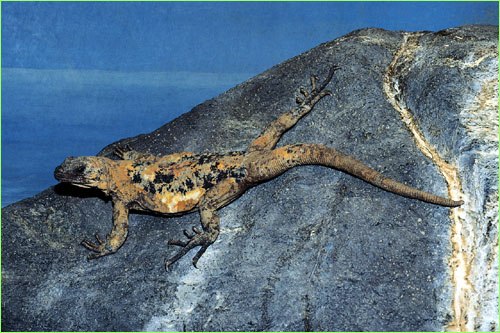 Chuckwalla