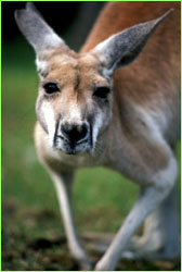 Red Kangaroo