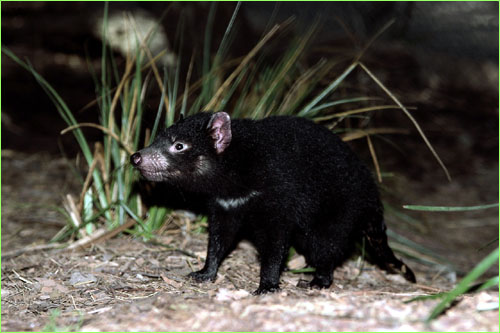 Tasmanian Devil