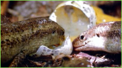 Skinks eating eggs