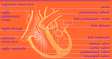 An illustration shows a cross-section of the human heart.