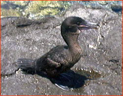 Cormorant on shore