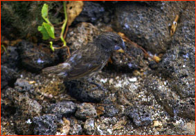 A Darwin's Finch