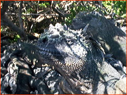 Marine Iguana, close up