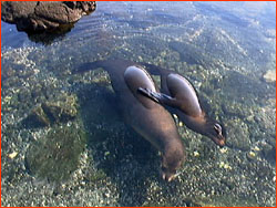 Pair of sea lions napping in shallow water near shore