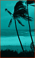 Palms blowing in storm