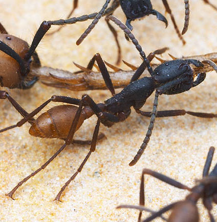 Army ant