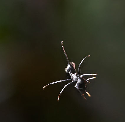 Gliding ant
