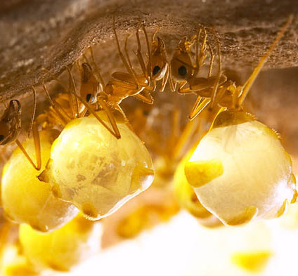 Honeypot ant