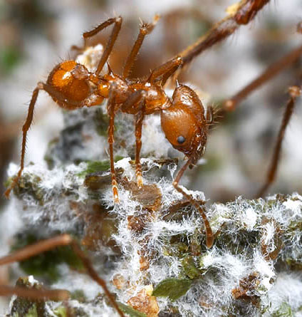 Leafcutter ant