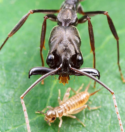 Trap-jaw ant