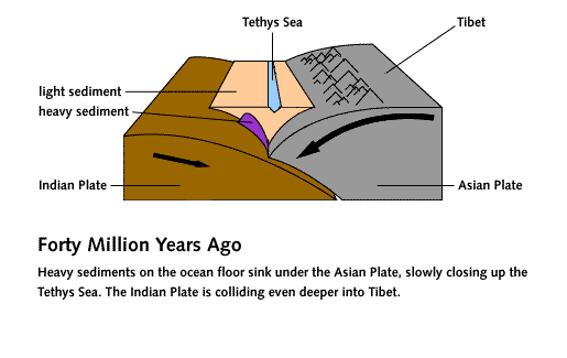 diagram of Indian plate sliding under Asian plate; junction with Tethys sea between. Text reads 'Forty Millions Years Ago: Heavy sediments on the ocean floor sink under the Asian Plate, slowly closing up the Tethys Sea. The Indian Plate is colliding even deeper into Tibet.'