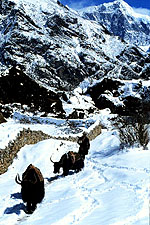 yaks in snow