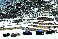 yaks in snow