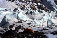 tents at Base Camp