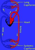 Diagram of blood flow circulation throughout body