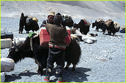 loading up the yaks