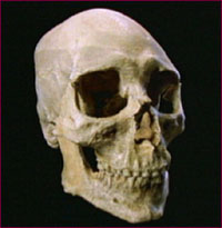 skull of Kennewick man