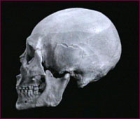 Kennewick man skull