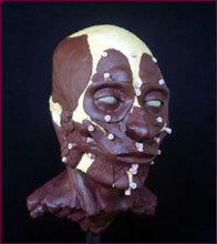 Kennewick man reconstruction