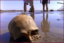 Skull in river