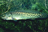 Bowfin