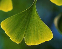 ginkgo leaf