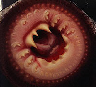 Lamprey