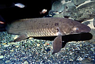 Lungfish