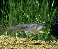 Paddlefish