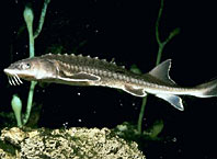 Sturgeon