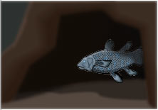 Coelacanth in cave