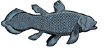 Coelacanth external