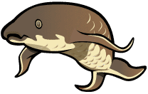 Lungfish