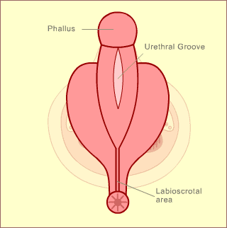 Week 9 - male