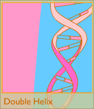 Double helix