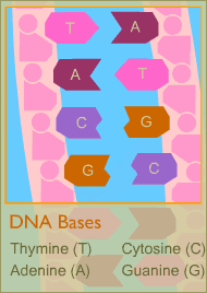 DNA bases