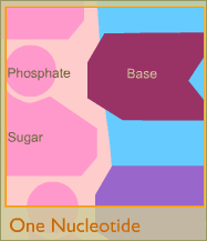 One nucleotide