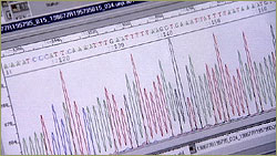 Computer screen displaying genetic code