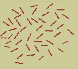 One set of chromosomes