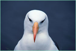 Albatross