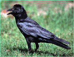 Crow