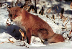 Fox