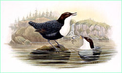 Water-ouzel