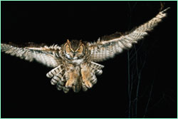 Great Horned Owl