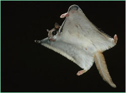 Flying Squirrel