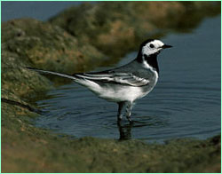 Water Wagtail