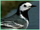 Water-wagtail