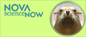 NOVA scienceNOW: Smart Sea Lions and Talking Walruses