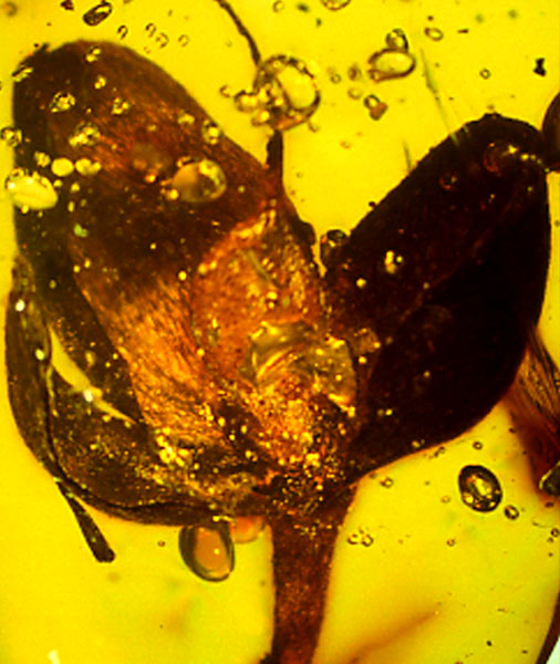 Seed pod in amber